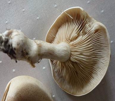 Rinnigbereifter Trichterling, Foto 3
