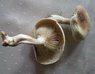 Rinnigbereifter Trichterling, Foto 12
