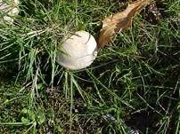 Rinnigbereifter Trichterling, Foto 13