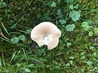 Rinnigbereifter Trichterling, Foto 19