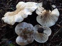 Rinnigbereifter Trichterling, Foto 20