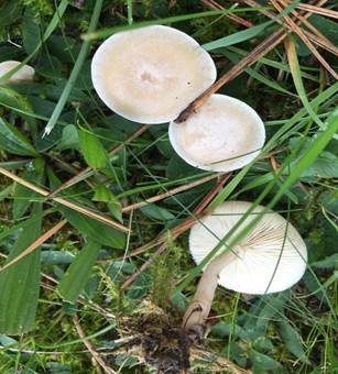 Rinnigbereifter Trichterling, Foto 4