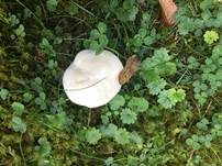 Rinnigbereifter Trichterling, Foto 26