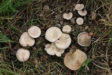 Rinnigbereifter Trichterling, Foto 28