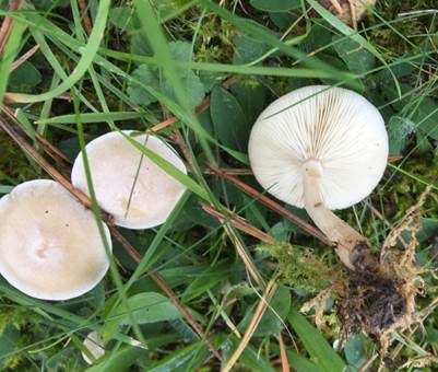 Rinnigbereifter Trichterling, Foto 5