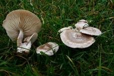 Rinnigbereifter Trichterling, Foto 6