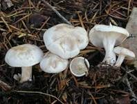 Rinnigbereifter Trichterling, Foto 7