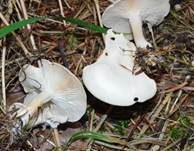 Rinnigbereifter Trichterling, Foto 8
