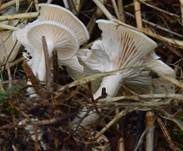 Rinnigbereifter Trichterling, Foto 11