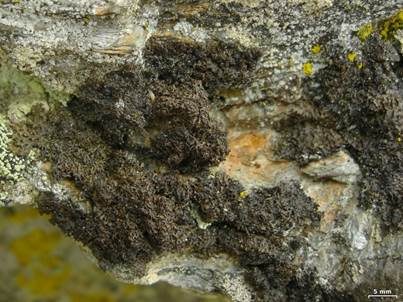 Rinnige Melanelie, Foto 2