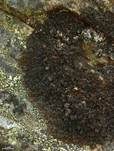 Rinnige Melanelie, Foto 9
