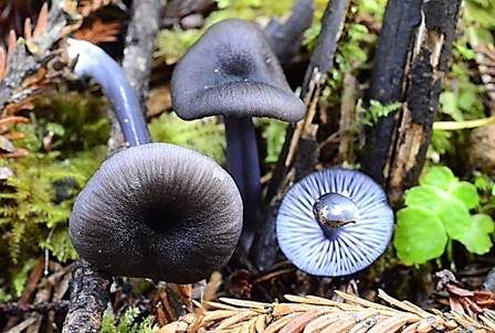 Blaublättriger Rötling, Foto 2