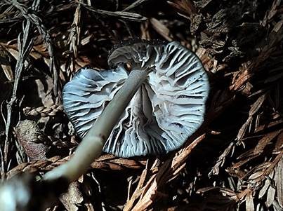 Blaublättriger Rötling, Foto 4