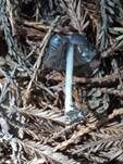 Blaublättriger Rötling, Foto 6