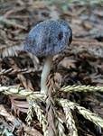 Blaublättriger Rötling, Foto 8