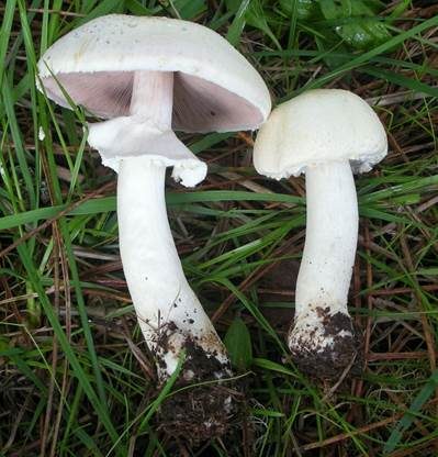 Rissigschuppiger Champignon, Foto 2