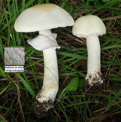 Rissigschuppiger Champignon, Foto 3