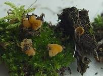 Rissrandiger Becherling, Foto 5