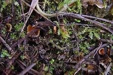 Rissrandiger Becherling, Foto 6