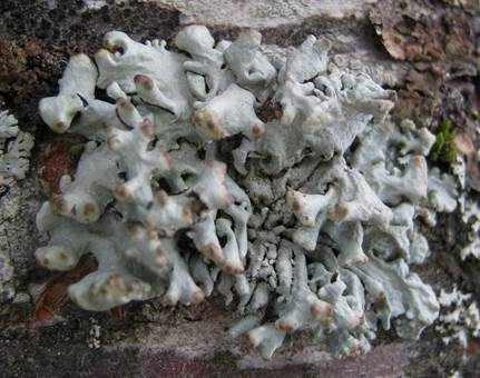 Röhrige Blasenflechte, Foto 4