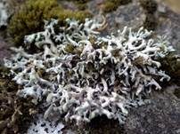 Röhrige Blasenflechte, Foto 7