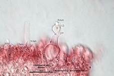 Rosa Helmling, Foto 48