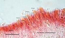 Rosa Helmling, Foto 53