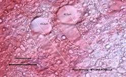 Rosa Helmling, Foto 54