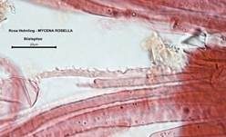 Rosa Helmling, Foto 58