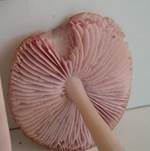 Rosa Rettichhelmling, Foto 20
