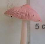 Rosa Rettichhelmling, Foto 21