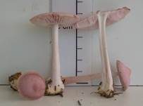 Rosa Rettichhelmling, Foto 22