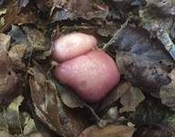 Rosa Rettichhelmling, Foto 9
