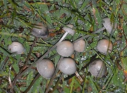 Blauender Düngerling, Foto 2