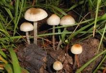 Blauender Düngerling, Foto 7