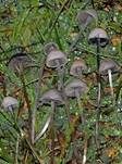 Blauender Düngerling, Foto 8