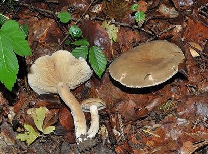 Rosaanlaufender Milchling, Foto 3