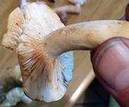 Rosaanlaufender Milchling, Foto 13