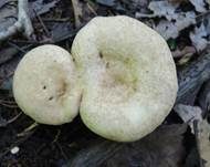 Rosaanlaufender Milchling, Foto 16