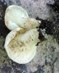 Rosaanlaufender Milchling, Foto 17