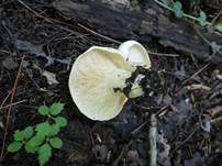 Rosaanlaufender Milchling, Foto 19