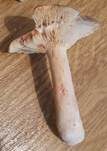 Rosaanlaufender Milchling, Foto 21