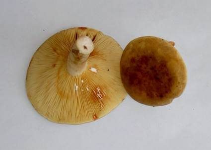 Rosaanlaufender Milchling, Foto 4