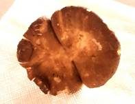 Rosaanlaufender Milchling, Foto 23