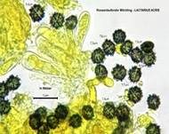 Rosaanlaufender Milchling, Foto 26