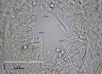 Rosaanlaufender Milchling, Foto 29