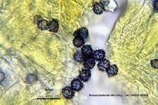 Rosaanlaufender Milchling, Foto 30