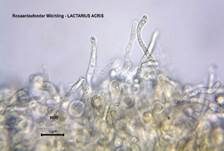Rosaanlaufender Milchling, Foto 35