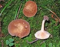 Rosaanlaufender Milchling, Foto 6