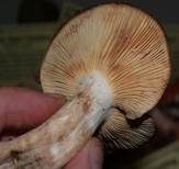 Rosaanlaufender Milchling, Foto 43